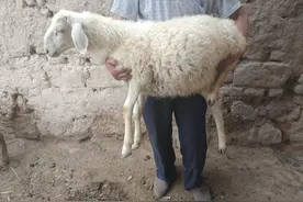 刚出生的小羊羔几天吃草？多久断奶合适？养羊人分享真实经验图片