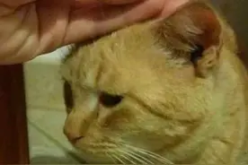 笑死！意大利人撸猫 be like图片