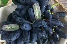 家有院子别空着，种点蓝宝石吧，耐寒耐旱，而且吃不完图片