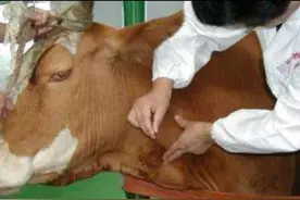 牛烂眼睛、流眼泪防治方案图片