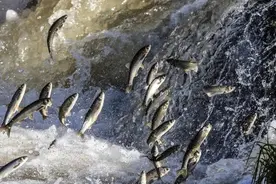 黄河每天冲鱼入海，大部分淡水鱼在海中活不了，它们去哪儿了？图片