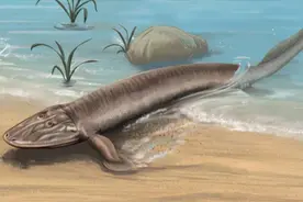 人类是由鱼类进化而来的？有化石为证！我们身上至今还保留着证据图片