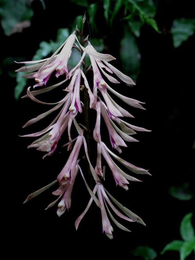 四明山龙观首现珍稀兰科植物:杜鹃兰