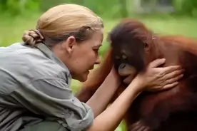 2003年，印尼一红毛猩猩遭囚禁，被迫化妆接客六年，只需要两英镑图片