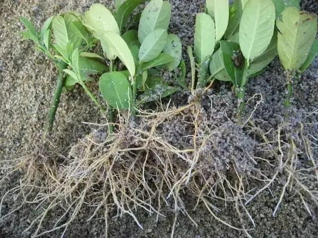 生根粉是一种广谱,高效,复合型植物生长调节剂,应用广泛