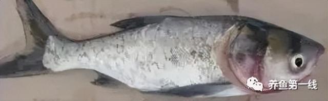 简析疑难杂症——鱼类败血症的防控：难治的集多症状于一身的鱼病