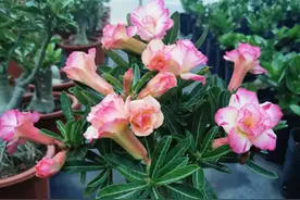 养沙漠玫瑰要不要修剪？修剪才能开花多，但是一定要掌握技巧图片