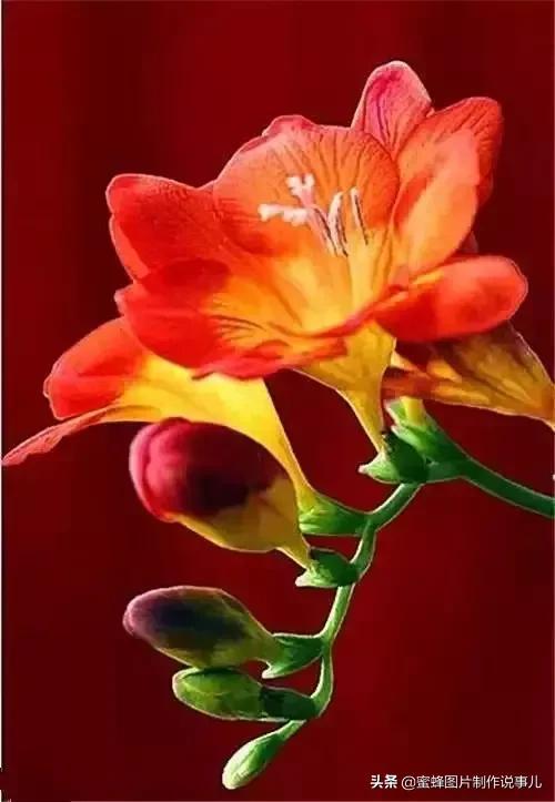 壁纸美图，五颜六色的鲜花，赏心悦目，美醉了