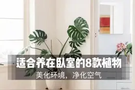 8种吉利花，适合养卧室，夜间不吸氧，好看还能“助睡眠”图片