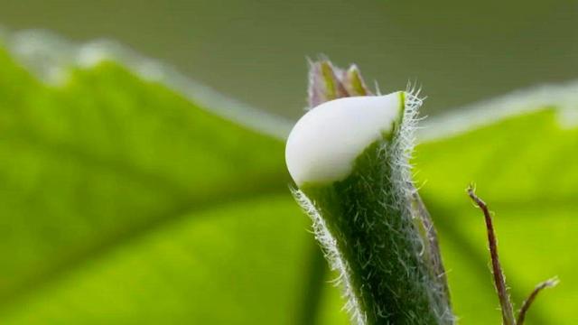 山西矿老板改行进荒山种奇树，被骂“有病”，结果3年赚5000万