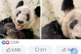 孟菲斯动物园更新丫丫动态，并配文称：愿你的一天像“丫丫”一样快乐图片