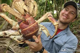 抓鸟捉螃蟹吃海龟，爬上食物链顶端的椰子蟹，逃不过葱姜蒜的黑手图片