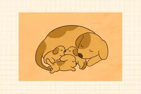 狗狗怀孕了怎么办？别慌！看这篇就够了图片