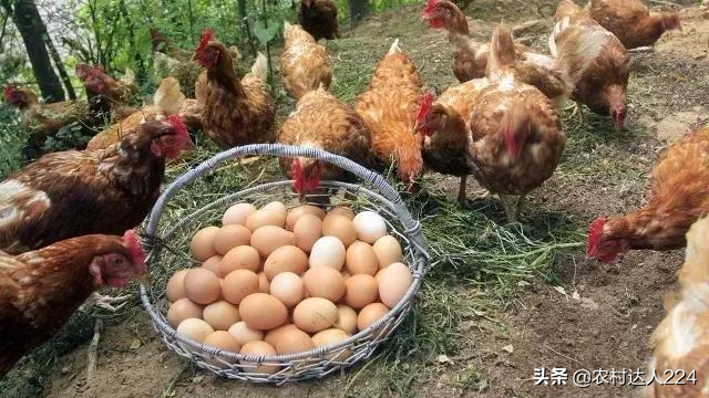 鸡吃了下蛋多，秘密饲料配方，你知道吗？