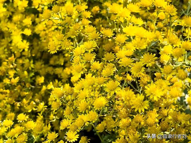 保定赏秋第一弹——徐水兜率寺红叶已至，顺便吃了第一次斋饭原创