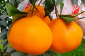 6元一斤的柑橘耙耙柑与丑柑有啥区别？不只是价格有差异,还有别的图片