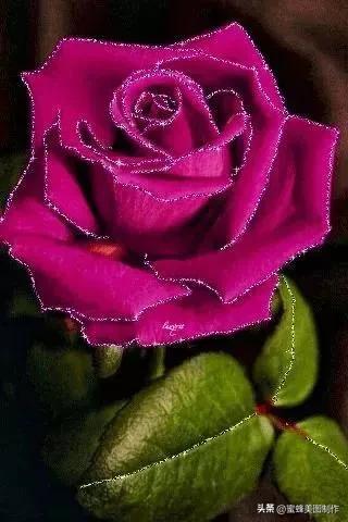 七夕浪漫情人节,玫瑰壁纸(粉色玫瑰花图片唯美一朵) - 冷求网