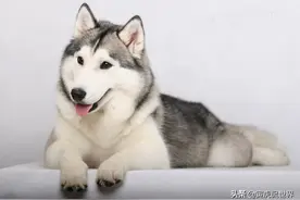 人畜有别，宠物主人不要和狗狗过分亲昵图片