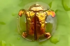 价值20万的黄金龟甲虫？女子野外碰见又将其放生图片