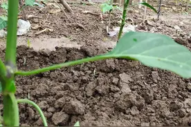 想知道辣椒缺啥肥，生长环境适宜与否，可通过叶片和叶柄来判断图片