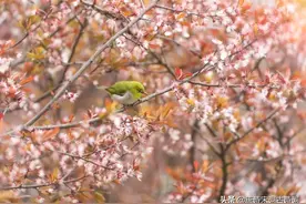 春天，莫辜负了好时光图片