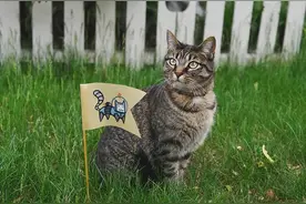 猫界最有“灵性”的5种猫，你对它好，会跟你一辈子！图片