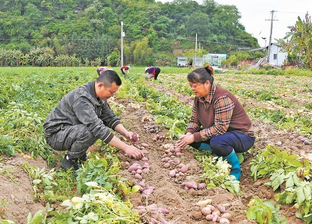 “闽薯家族”喜添新成员