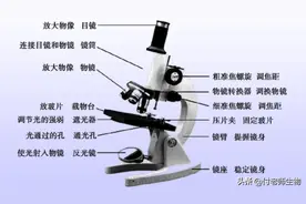 《初中生物七年级上册复习资料》背诵版图片