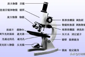 《初中生物七年级上册复习资料》背诵版图片