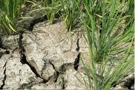 湖南洞庭湖流域稻田地表层干裂，缝隙能塞下成年人手掌，保收“渴”不容缓图片