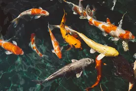 女子放生2.5万斤鲇鱼破坏生态遭索赔：放过自己才是顶级放生图片