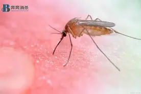 夏季灭蚊小妙招图片