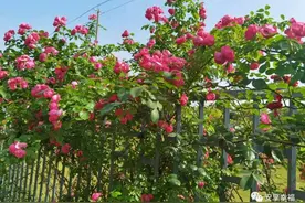 小学生想象中的20年后是什么样子呢？图片