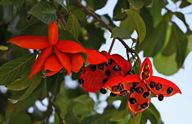 巧笑倩兮，美目盼兮——苹婆果到底为何物？