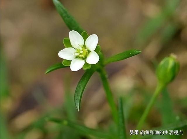 踏春必备“百草图”之三，身边那些有价值的野草，你能认识几种？