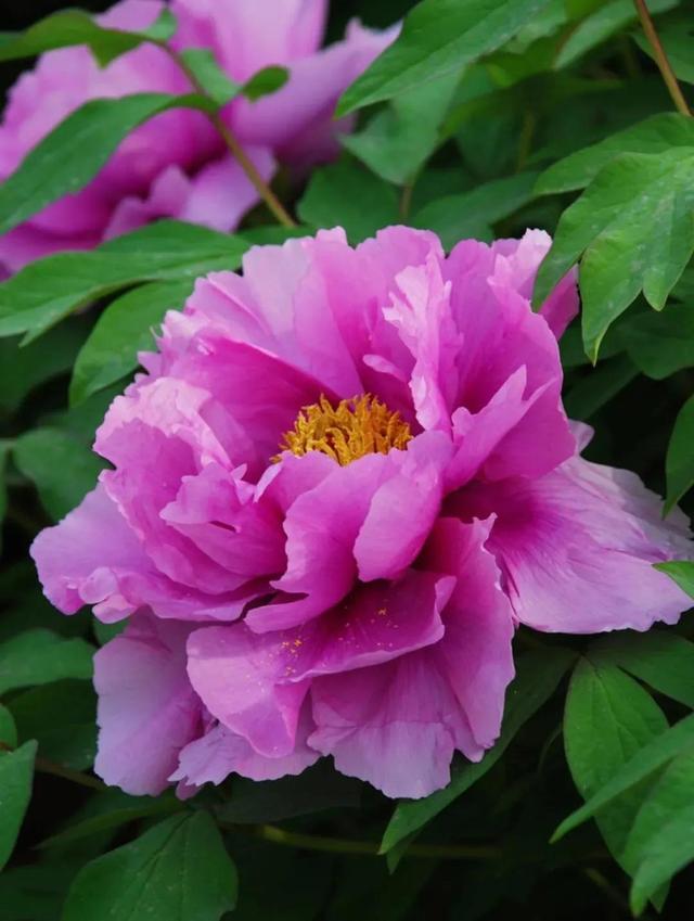 最美花草图片大全高清(手机屏保花草图片大全高清)-措必培