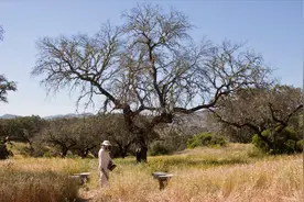 掌握这五个要点，可大大提高收捕野蜂的效率图片