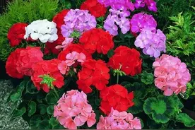 “8花家中放，花旺人不旺”，不是迷信，是老一辈人的经验图片