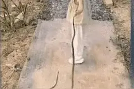 太可怕了！2岁女孩把蛇当玩具吓坏妈妈图片