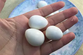 鸽子蛋与鸡蛋，有什么区别吗？为什么鸽子蛋更贵？图片