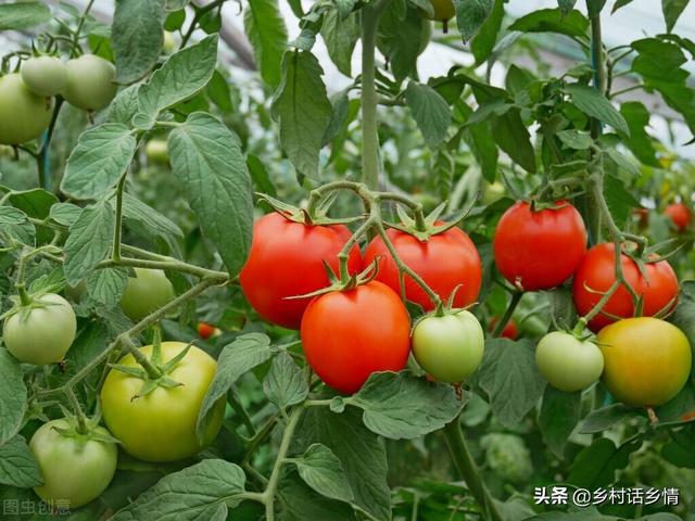 老菜农常说，种菜要学会浇三水、施三肥？这些你都懂吗