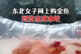 黑龙江大庆：女子网购金鱼到货冻成冰坨：用水化了一晚上，只活了一条……图片