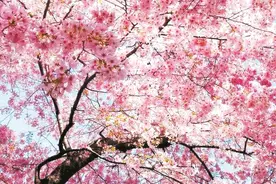 林草科普|樱花：绚丽绽放 刹那芳华图片