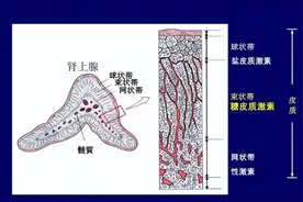 “我儿子不是男的？”性别也会戴“面具”，女宝像男、男宝早熟，要警惕先天性肾上腺皮质增生症图片