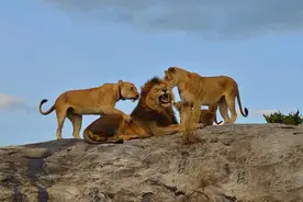 作为群居动物，狮王会拥有所有雌狮吗？它会如何对待狮群中的女儿图片