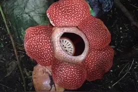 老外冒险实验：手放进食人花嘴里，当场肠子悔青，食人花真吃人？图片