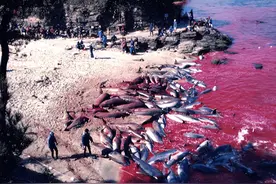 还记得海豚湾事件吗？日本人残忍屠杀海豚，现如今被海豚疯狂报复图片