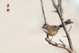 叫鹛不是鹛，究竟你是谁？图片