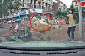 小猫从天而降砸中私家车，物业：挨家挨户找了都说没养猫，之前还有猫粪便丢下来图片