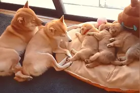 为什么狗会出现近亲繁殖的行为？狗成年后难道认不出自己母亲了？图片